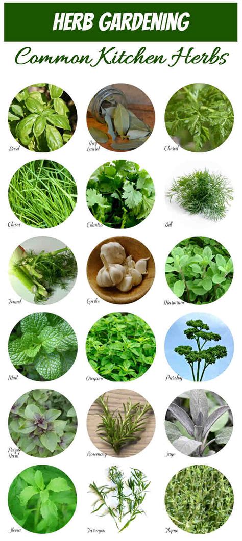 Herb Identification How To Identify Herbs Free Herb Gardening Printable