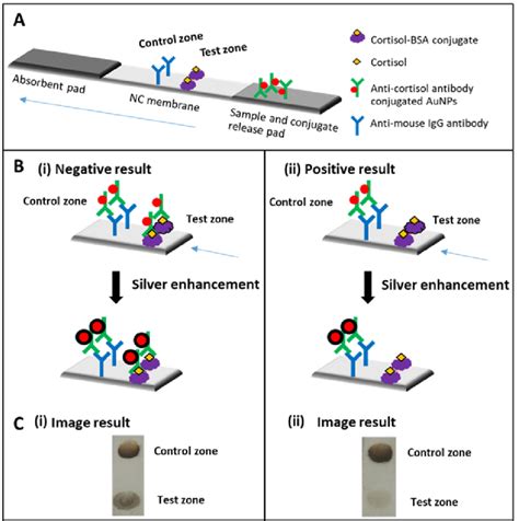 A Schematic Drawings Of Lateral Flow Immunoassay Based On Competitive