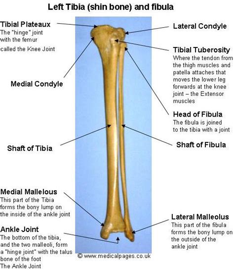 Celebrity Image Gallery Tibia Bone Fracture