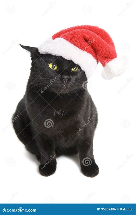 Black Cat Santa Christmas Cat Stock Photo Image Of Black Celebrate