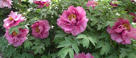 These zones receive temperatures as low as 20. Cricket Hill Garden | Peony Heaven | Peonies garden ...