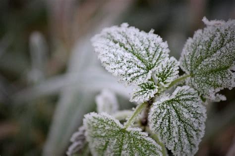 How To Protect Potted Plants From Frost To Survive The Winter