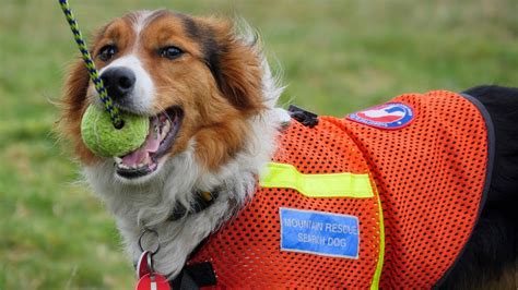 Video Mountain Rescue And Search Dogs Craven College