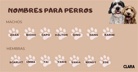 Total 43 Imagen Nombres Para Perros Machos Pequeños Y Su Significado