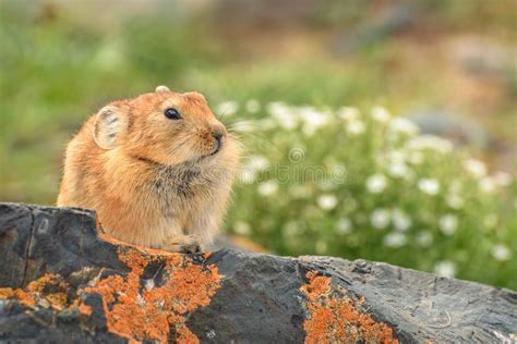 Pika Stones Steppe Rodent Mongolia Stock Image Image Of Herbivore