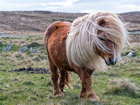 Shetland Pony Im Rasseportrait Tieranzeigenat