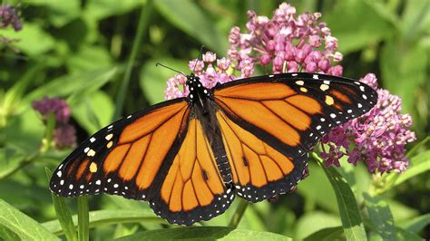 Monarch Butterflies May Become An Endangered Species In