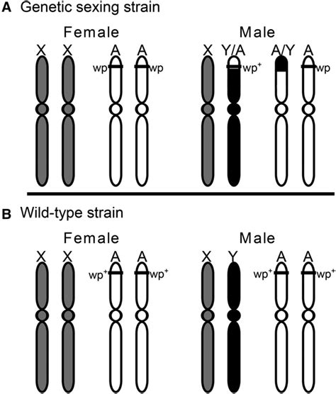 The Following Diagram Represents A Normal Wild Type Chromosome Wiring