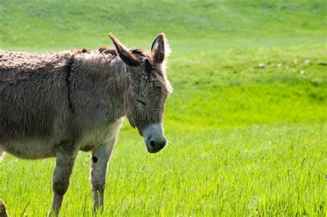 Happy Donkey Enjoying A Sunny Day Stock Image Image Of Grey Gray