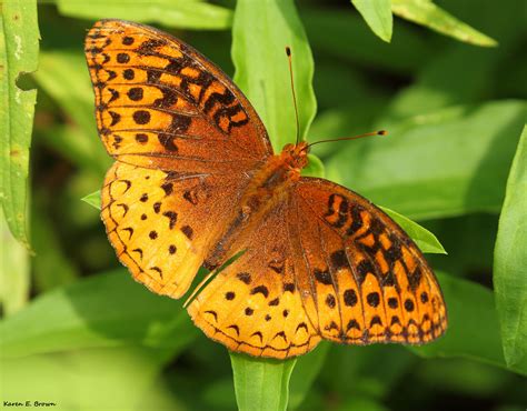 Great Spangled Fritillary Birds And Blooms Butterfly Habitat