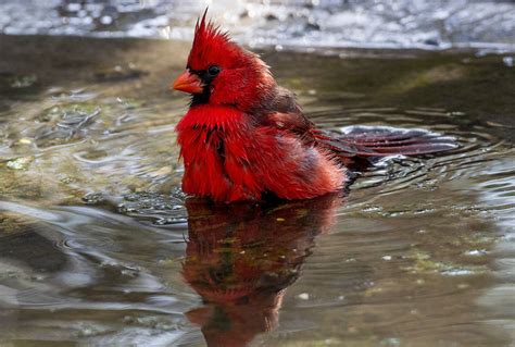 Red Cardinal Wildlife Birds Cardinals Hd Wallpaper Wallpaper Flare
