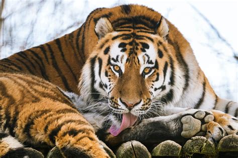 A Bengal Tiger Licking Its Paw · Free Stock Photo
