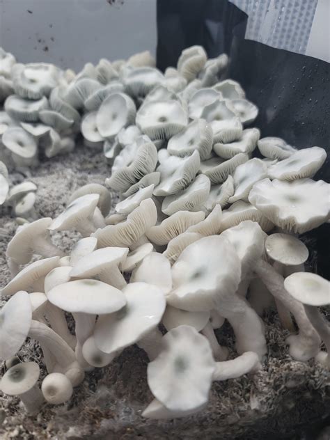 True Albino Teachersliders