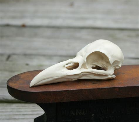 Crow Skull Replica Etsy Crow Skull Animal Skulls Animal Skeletons