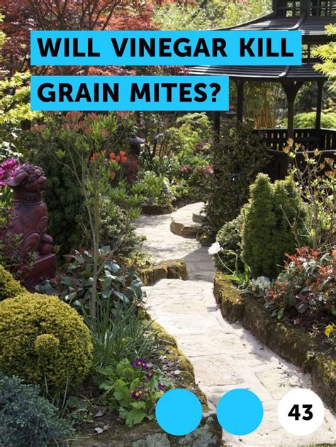 Learn Will Vinegar Kill Grain Mites How To Guides Tips And Tricks