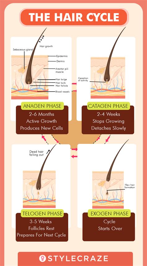 However, its formation and growth are actually quite complex. Hair Growth Cycle - Understanding the Stages of Hair Growth