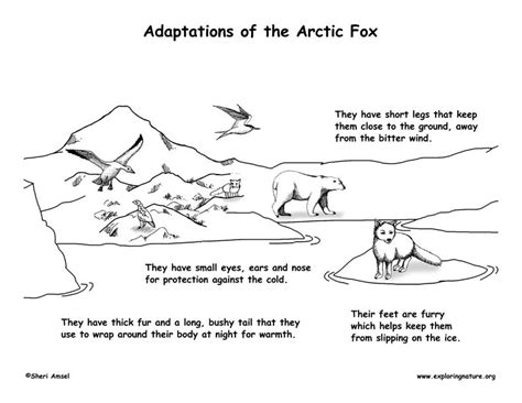 The Arctic Fox Environmental Adaptations