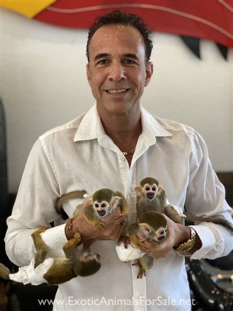 1 Baby Squirrel Monkey Just Born Financing Available Training And