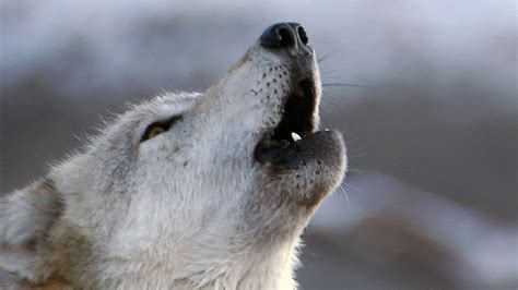 Alpha Female Wolf Photos Wild Yellowstone She Wolf National
