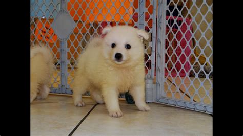 Θέλω αυτά τα puppies κι ας έκλεισαν τα 60! American Eskimo, Puppies, Dogs, For Sale, In Columbus, Macon, Georgia, GA, Athens, Augusta - YouTube