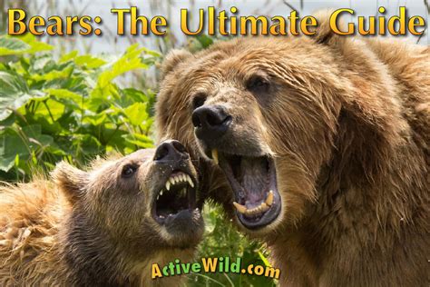 Bear Facts The Ultimate Guide To Bears For Kids And Adults