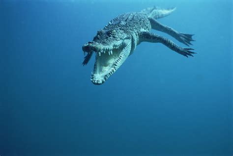 Saltwater Crocodile Swimming