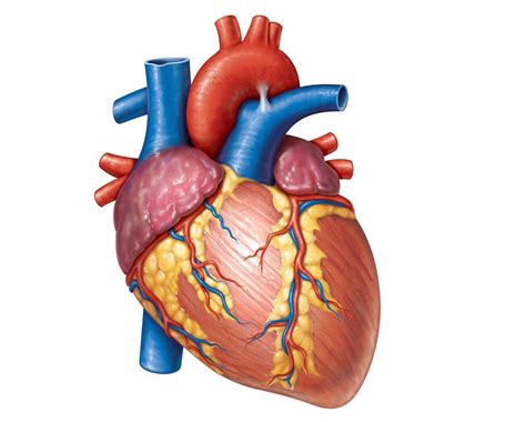 Human Heart Circulatory System Oer Commons