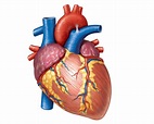 Human Heart - Circulatory System | OER Commons