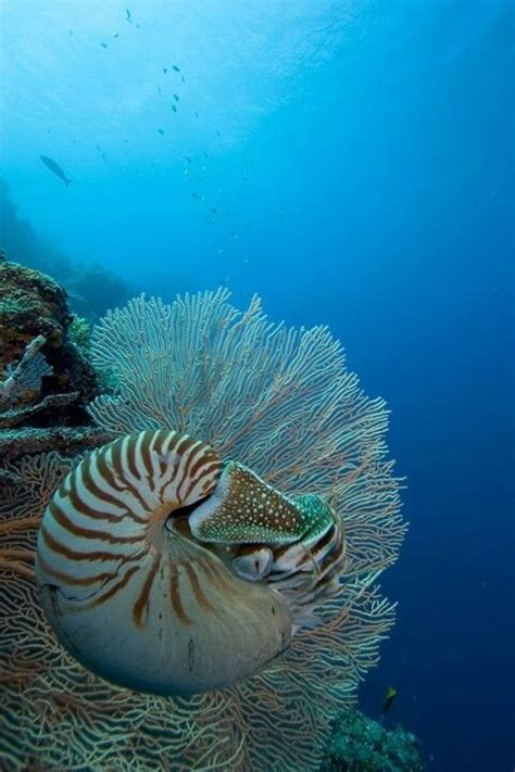 Nautilus Underwater Creatures Underwater Life Ocean Creatures