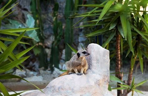 Jardin Animalier Tourism Monaco