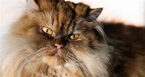 16 Long Haired Cat Breeds Purewow