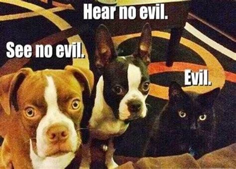 Hear No Evil See No Evil Cat Funny Dog Pictures With Captions