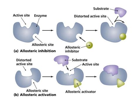 Allosteric Inhibition