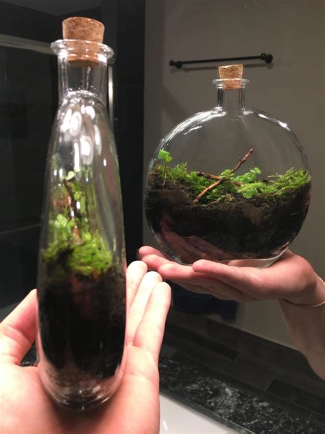 A Functioning Plant Ecosystem In A Very Thin Glass Bottle Sealing It