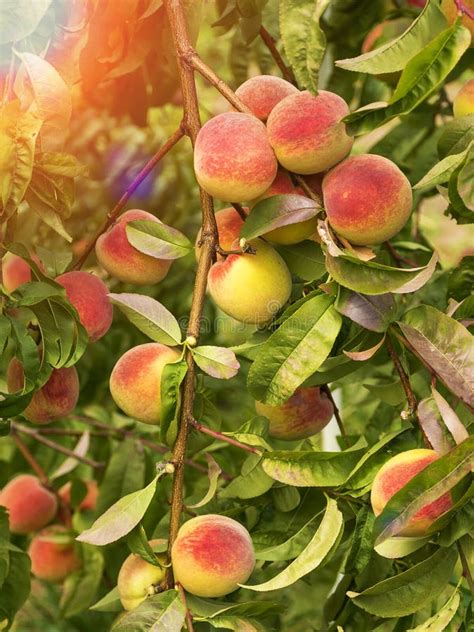 Ripe Sweet Peaches Grow On A Tree In The Garden Stock Photo Image Of