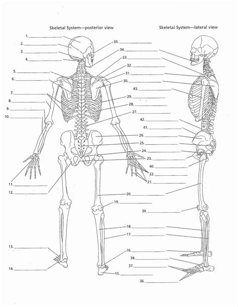 Skeletal System Worksheet Key
