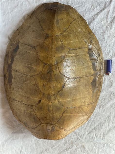 Kemps Ridley Sea Turtle Carapace 1930s Vintage Catawiki