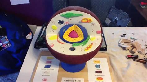 How To Build An Animal Cell Model With Styrofoam And Clay