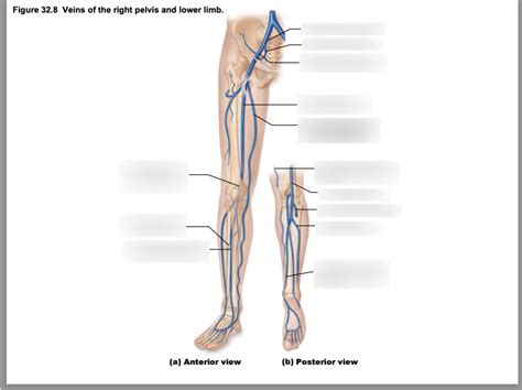 Veins Of Right Pelvis And Lower Limbs 2 Diagram Quizlet