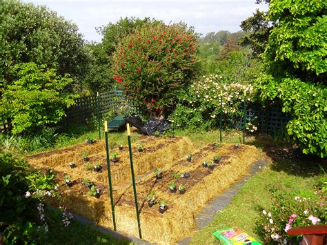 Straw Bale Garden A Successful Method To Growing Produce In Your Back