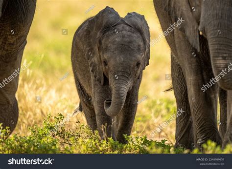 Baby African Elephant Walking Between Two Stock Photo 2248989957