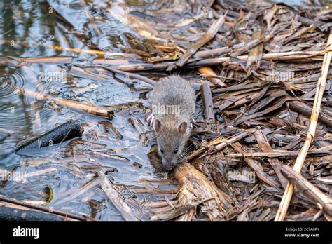 Brown Rat Rattus Norvegicus Foraging Amongst Undergrowth Stock Photo
