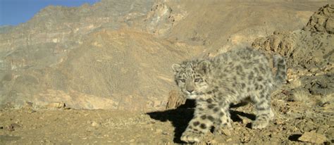 7 Essential Facts About Snow Leopard Cubs Snow Leopard Trust