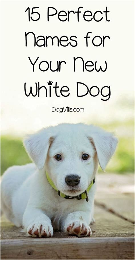 Looking For Some Cute White Dog Names For Your New Puppy Check Out