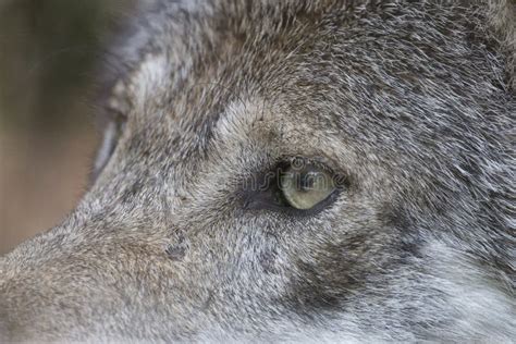 Wolf Eye Stock Image Image Of Canis Closeup Black 23193915