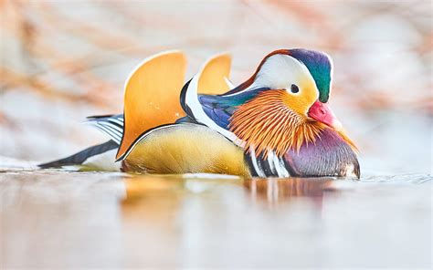 Mandarin Duck Beak Duck Bird Colorful Hd Wallpaper Peakpx
