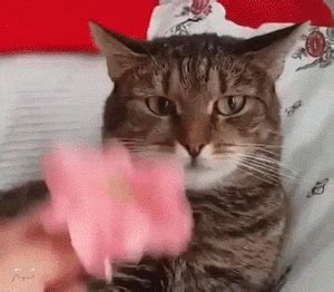 Funny Cat Gif WiffleGif