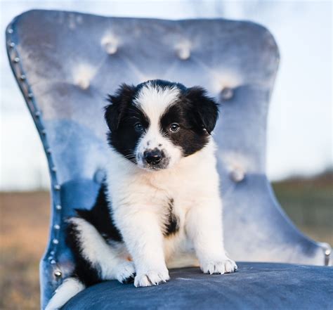 We provide a one year written health guarantee along with ongoing support for new owners. _DSC0134 (1) | Border Collie & Maremma Sheepdog Puppies ...