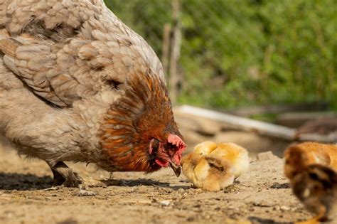 Primer De Un Pollo De La Madre Con Sus Polluelos Del Bebé En La Granja