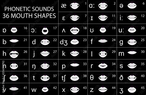 Phonetic Sounds 36 Mouth Shapes English Stock Vector Adobe Stock